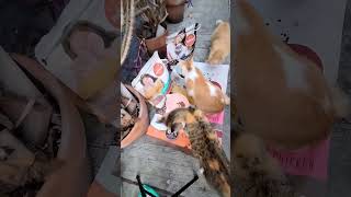 Cats video Enjoying their Sumptous meal car food link in the description #catsvideo  #shorts