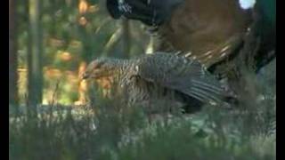 Capercaillie display