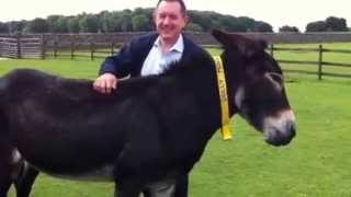 Dolly enjoying a good back scratch - The Donkey Sanctuary