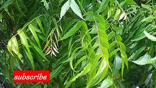 Neem Benefits | veppilai medicine benefits in tamil