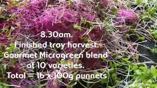 Update microgreens 🌱Lismore produce market + A bit of motivation . A hard vid to title 😉