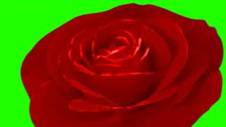 Rose Green Screen 🌹