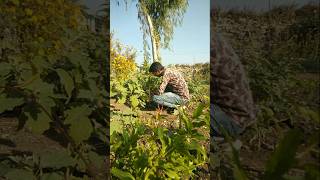 The sapota plant has grown so big #nature #farming #sapota #shorts