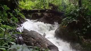 Jelajah hutan sambil mandi di air terjun Papua