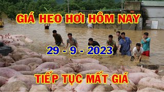 Giá Heo Hơi Hôm Nay 29-9: Giá Tiếp Tục Giảm - Người Chăn Nuôi Vỡ Mộng | #NóngPlus