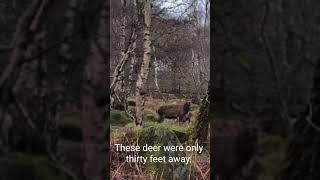 Amazing deer!