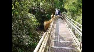 Coati on the upper trail at iguassu falls in Argentina.MOV