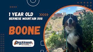 Bernese Mountain Dog, 1 y/o, “Boone” | Amazing Bernese Mountain Dog Training Spokane