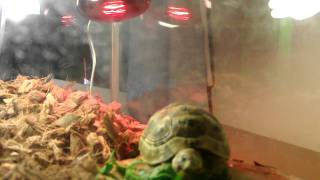 Greek tortoise / Testudo graeca