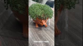 Tried a Chia Pet Hedgehog! 🦔 #chiapet