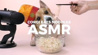 Corgi Eating Lunar New Year Noodles | Dog ASMR