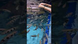 Feeding Fish bloodworms at Aquaria Phuket Thailand! Pt1 #shorts #phuket #fish #feed #ytshorts