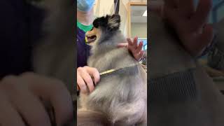 PSA: Don’t Shave Your Pomeranian (Extended Version)