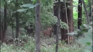 Two fawns spotted on a nature walk AMAZING EDITING!