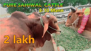 Pure Sahiwal Cows In Sheikhupora Mandi | Eid Ul Azha 2021 |  Bechry  | Cattle Mandi Pakistan