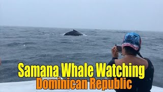 SAMANA BAY WHALE WATCHING, DOMINICAN REPUBLIC  | AMAZING EXPERIENCE | HUMPBACK WHALES