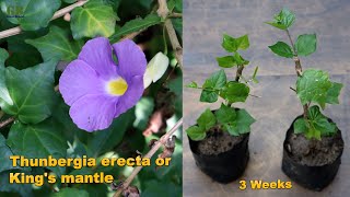 How to propagate thunbergia erecta or king's mantle or bush clock vine from cuttings (with update)