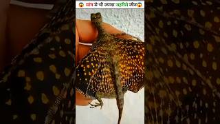 सांप से भी ज्यादा जहरिले जीव जो आपने कभी नहीं देखे होंगे ❓ #shorts #viral #trending @Mr.ZedFacts