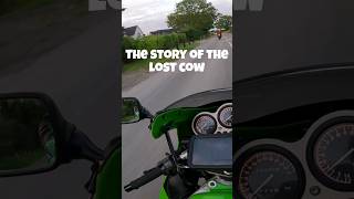 We meet a cow, but it's not what you think 🐄  #motorcycle #motovlog #yamaha #kawasaki