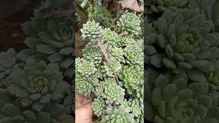 Echeveria "Chrissy n Ryan"