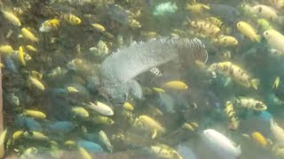 Disney animal kingdom african cichlid tank.