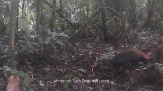 Merazonia Bush Dogs video extract