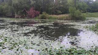 Hiking Around Bison Bluff Trails - Schaumburg, Illinois