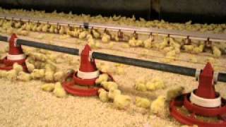 Panfeeding broilers 2 days old Fittra VDL Agrotech