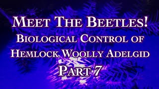 Meet The Beetles! Biological Control of Hemlock Woolly Adelgid Part 7