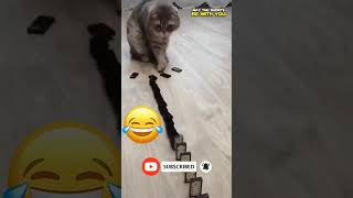 Cat Messes Up the Game | May The Shorts Be With You #shorts #funny #cats