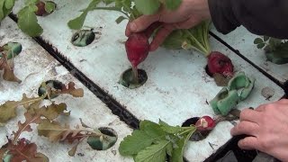 Aquaponic Radish using the GrowGrip