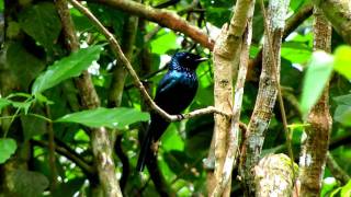 Drongo, Lesser Racquet-tailed - Dicrurus remifer