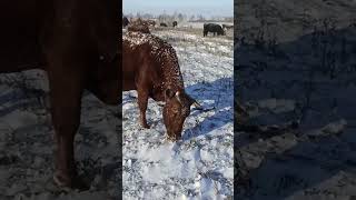 Пастбище для коров на снегу. Зимнее пастбище.