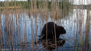 bebra vizīte.  27.05.2020