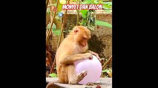 MONYET DAN BALON