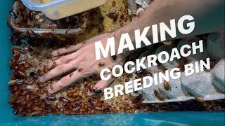 DIY ~ How to MAKE a budget COCKROACH BIN colony !!!