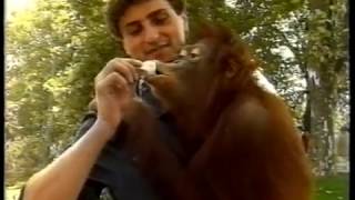 1992. Zoran Rajic sa simpanzom Zoricom i orangutankama Sanjom i Vanjom