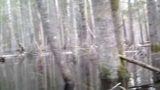 Canoeing in Estonian Amazon : Soomaa National Park