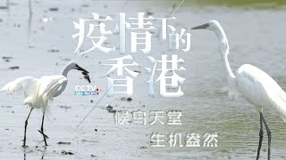 疫情下的香港：候鸟天堂，生机盎然