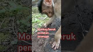 #monkey #beruk #pemakan serangga