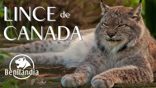 Lince Canadiense