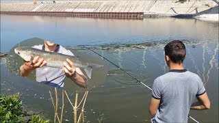 Pêche aux mulets DUNKERQUE