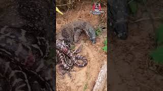 DRAGÓN DE KOMODO VS PITON RETICULADA #shorts #viral