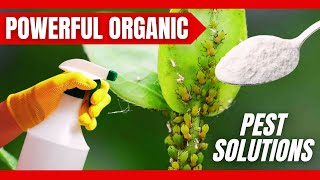 The Most Powerful Organic Pesticide For plants