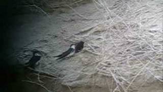 Blue and White Swallow. Notiochelidon cyanoleuca..wmv