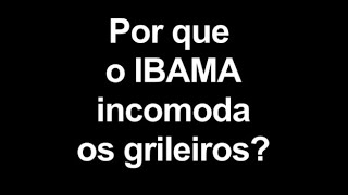 Por que o IBAMA incomoda os grileiros? [Seja Legal com a Amazônia]