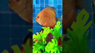 Satisfying #fish in #colorful aquarium