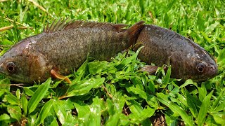 Rainy Season Fishing| Traditional Catching Perch Fish by Hand| Best Hand Fishing Video| HD