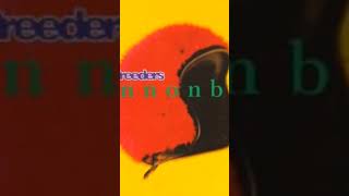 The Breeders-Cannonball (RAP)