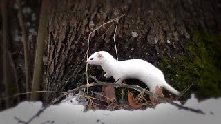 Стремительная ласка или горностай в Павловском парке?  Swift weasel or stoat?